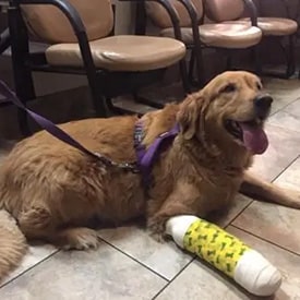 Comfortable care environment for dogs and cats