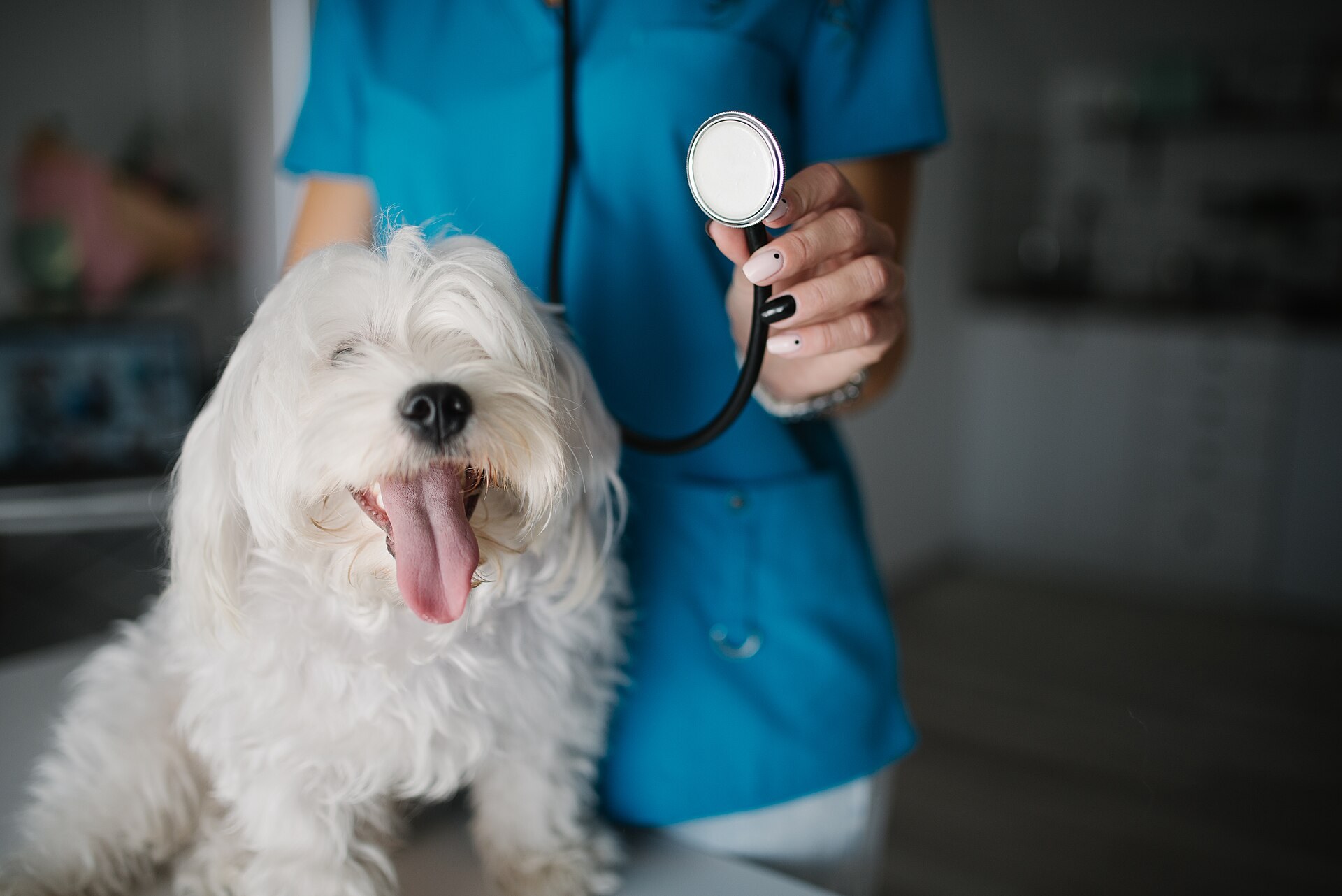 Female veterinarian with a happy dog during a clinic exam