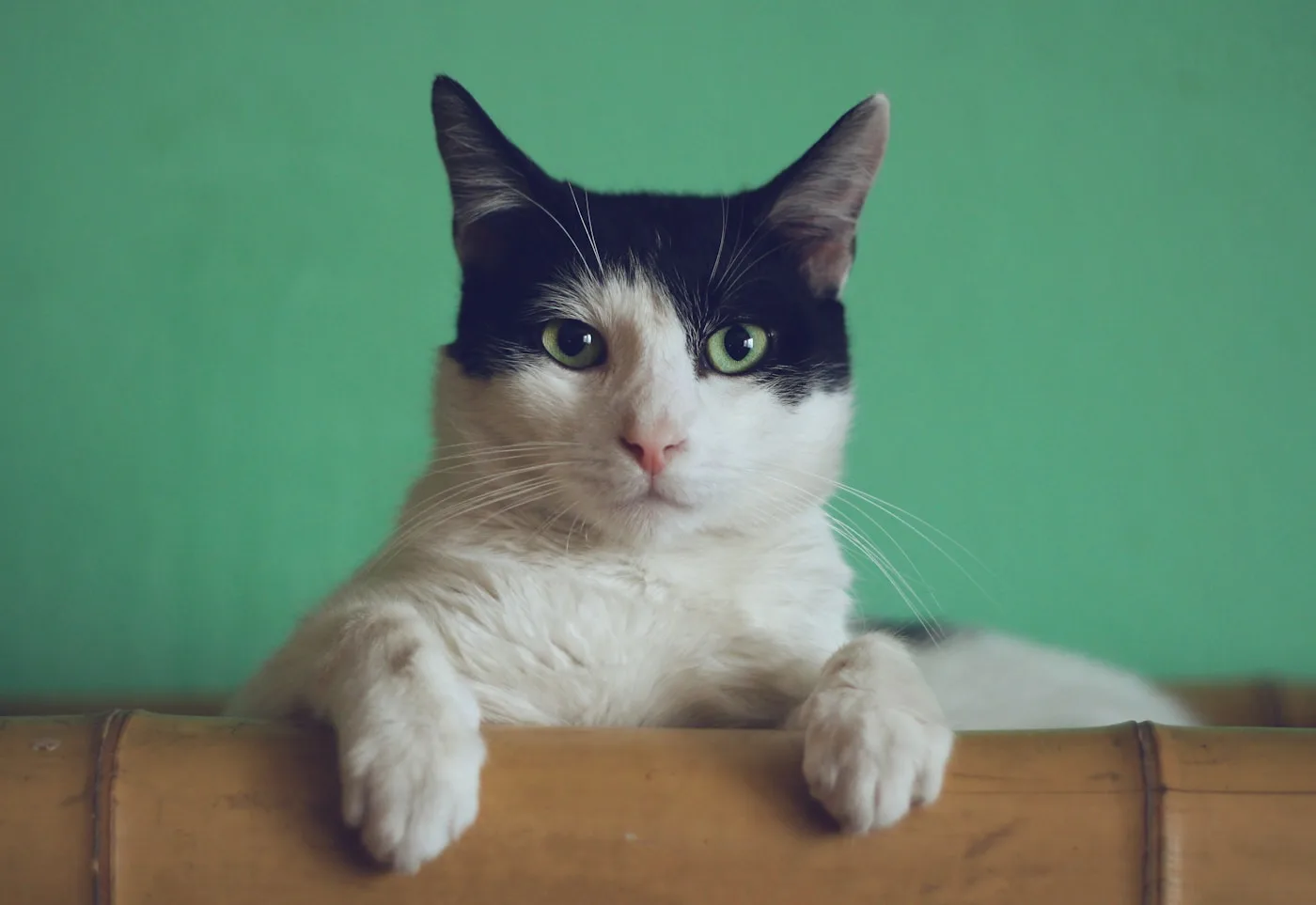 Black and white cat looking at the camera