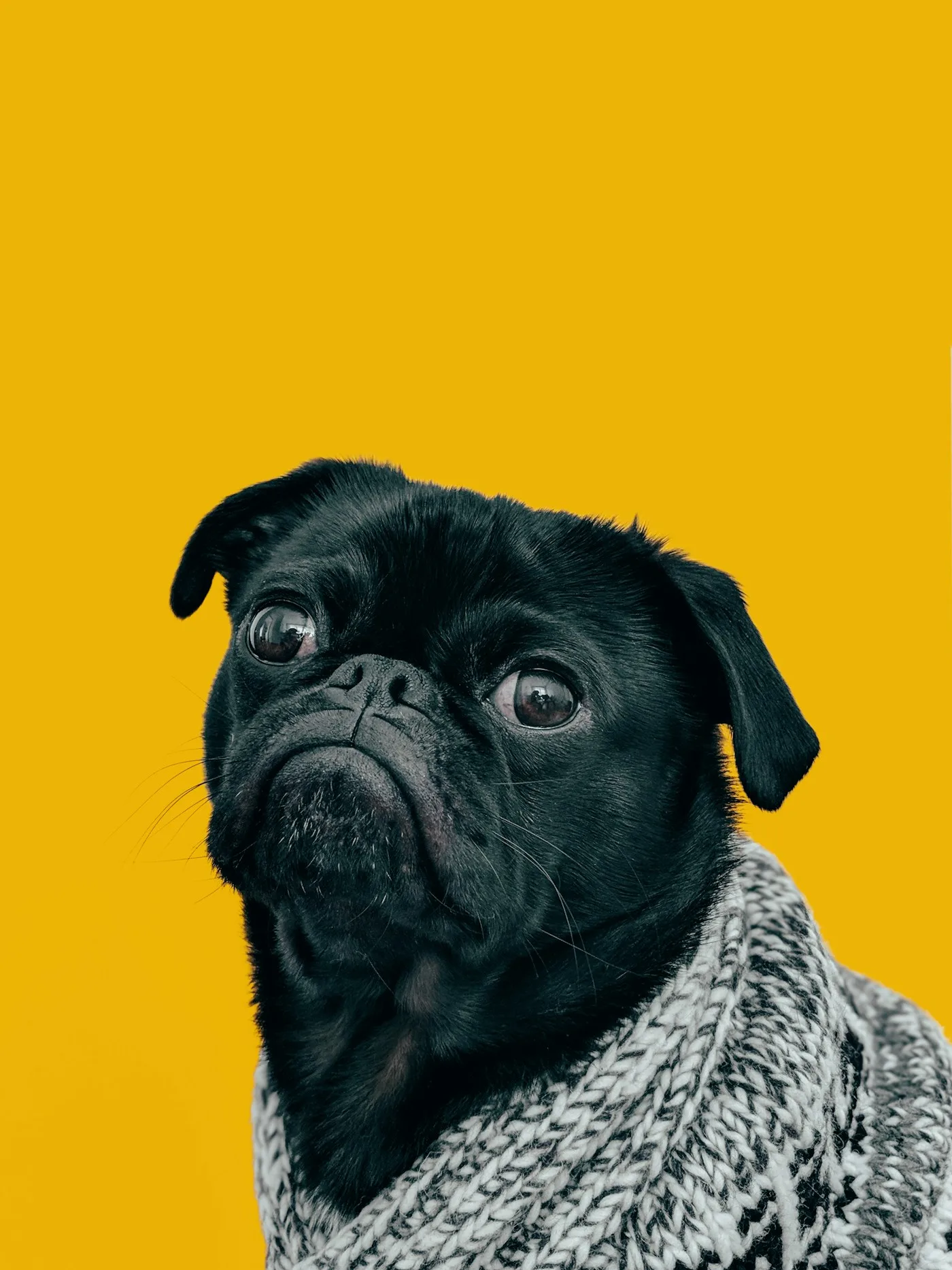 Happy dog portrait