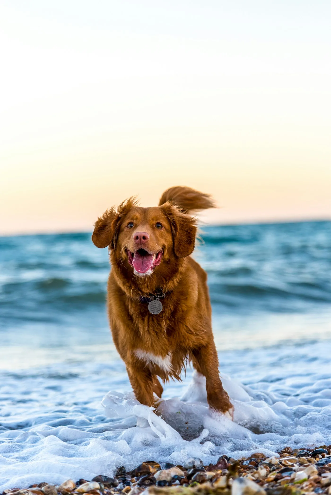 Dog receiving training and attention