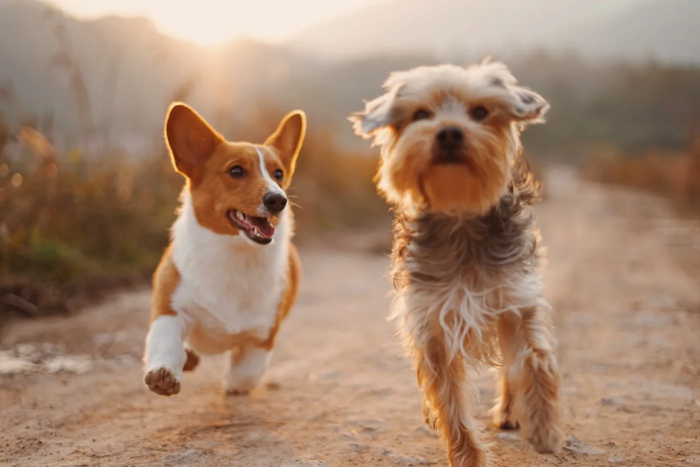 Happy dogs playing outdoors
