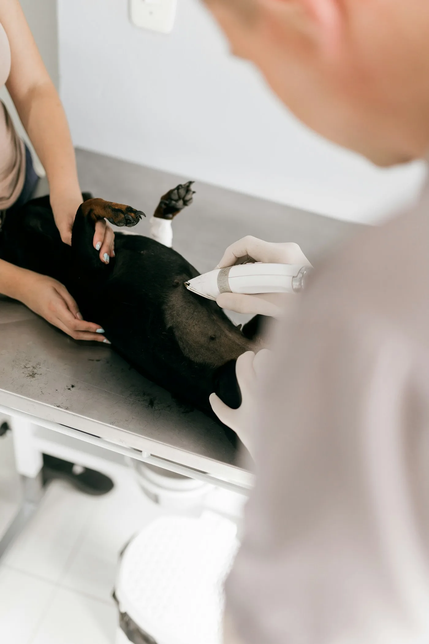 Keep a Pet Health Journal